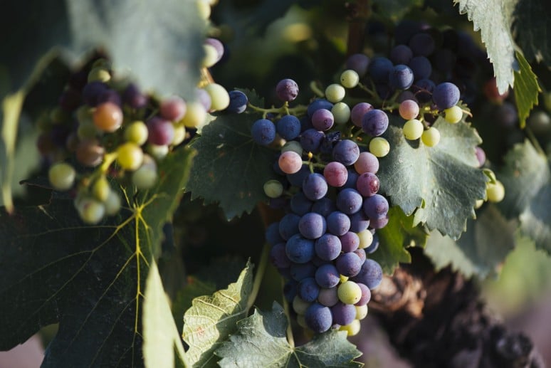 Veraison