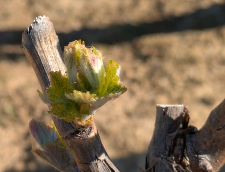 bud-burst