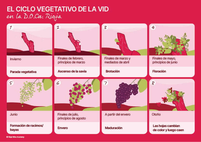 ciclo-de-vid-rioja