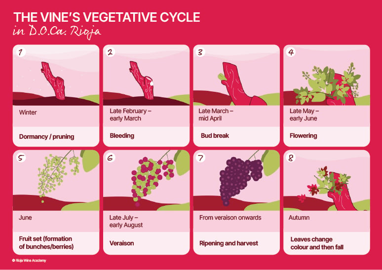 growth-cycle-vine-rioja