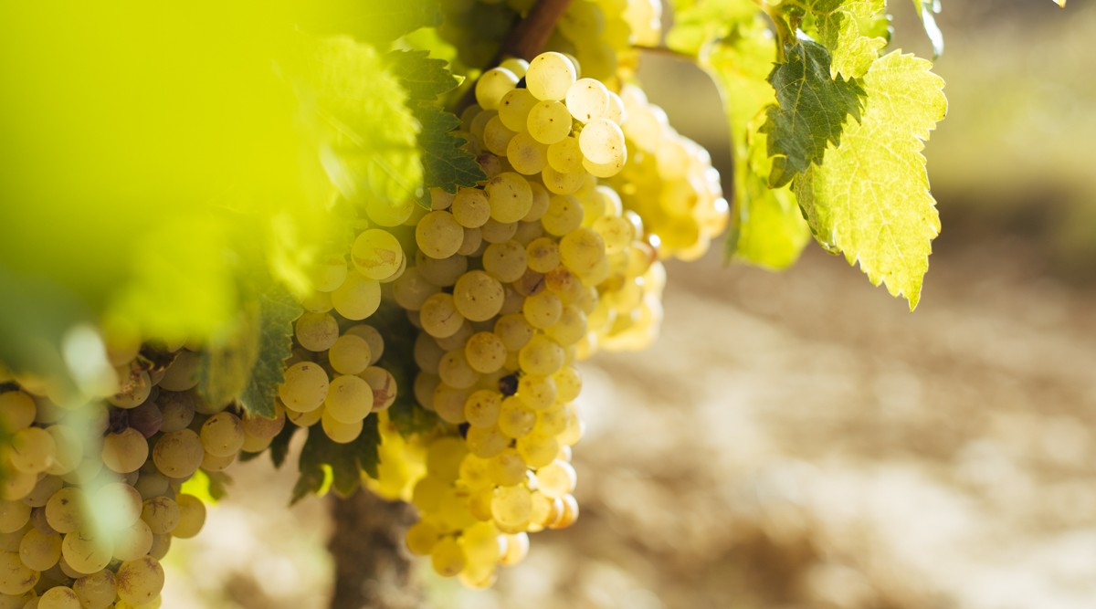 Variedades de Rioja que deberías conocer